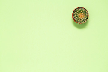 Pot cactus on green background texture, top view. Cacti Minimal summer still life concept. Trendy Bright Color. Green Mood on pastel