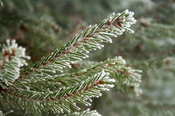 Frost spruce