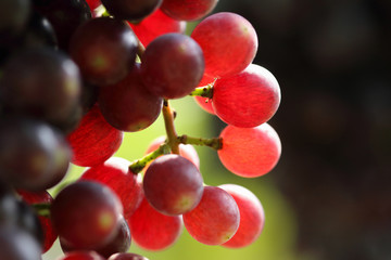 Ripe grapes hung on vineyards of grape trees. 