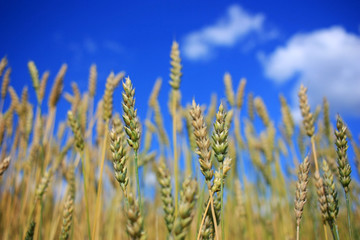 Obraz premium Ripe rye ears in a field