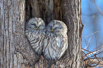 エゾフクロウの夫婦