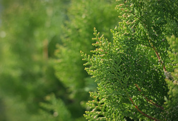 Green thuja branches