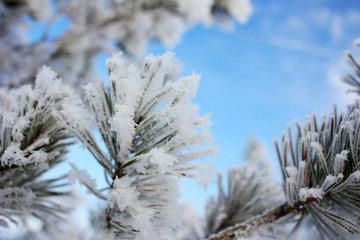 Pine branches in hoarfrost