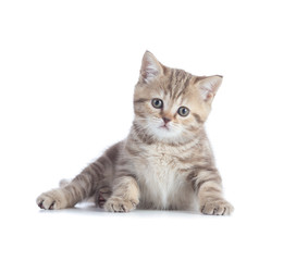 Adorable kitten lying isolated and looking directly to camera