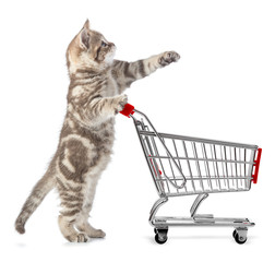 cat with shopping cart isolated
