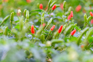Red and green Fresh chilli in garden