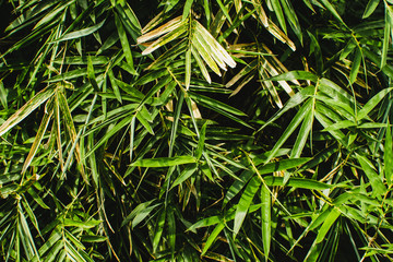 Green leafy summer background