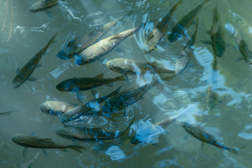Overhead view and shade of Neolissochilus stracheyi. Many fish swimming on surface of the water with clear.