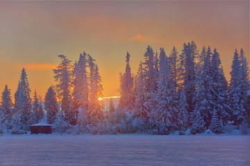 Winter sunset in Slovakia, sunrays through old fir trees