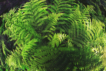 Fern plant in the shadow of trees