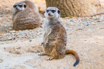 Group of watching surricatas outdoor