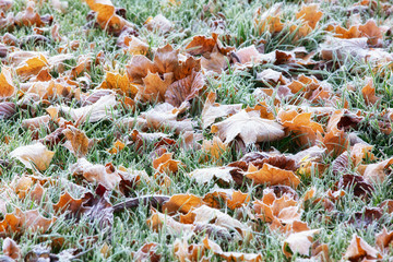 Yellow fallen leaves in the grass covered with frost, late autumn outdoor background