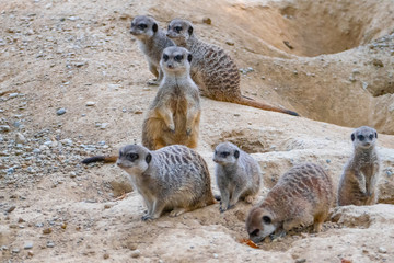 Group of watching surricatas outdoor