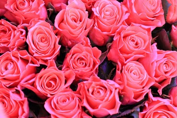 Pink roses. Beautiful macro close-up rose bouquet from Holland auction Alsmeer.