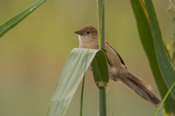 Iraq Babbler / Turdoides altirostris