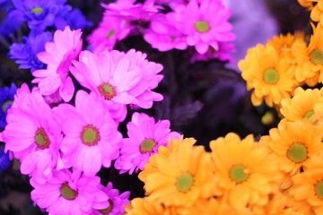 Colorful chrysanthemum flowers. Beautiful macro close-up chrysanthemum bouquet from Holland auction Alsmeer.