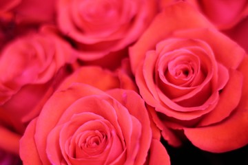 Romantic red and pink roses. Beautiful macro close-up rose bouquet from Holland auction Alsmeer.