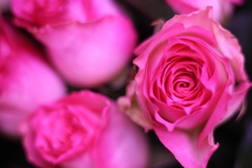 Pink roses. Beautiful macro close-up rose bouquet from Holland auction Alsmeer.