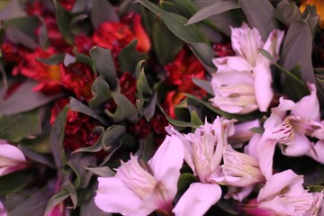 Beautiful flowers macro close-up shot. 