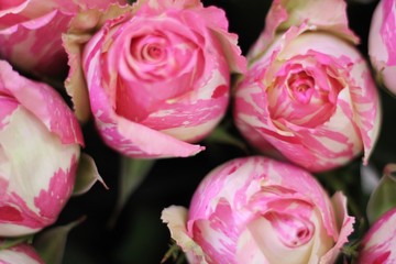 Pink and white roses. Beautiful macro close-up rose bouquet from Holland auction Alsmeer.