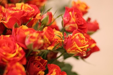 Dark orange red roses. Beautiful macro close-up rose bouquet from Holland auction Alsmeer.