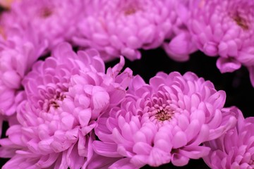 Colorful chrysanthemum flowers. Beautiful macro close-up chrysanthemum bouquet from Holland auction Alsmeer.