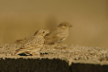 Lesser Short-toed Lark / Calandrella rufescens