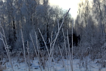 the image of trees and shrubs covered with frost in winter, frosty, clear day. great illustration of wildlife