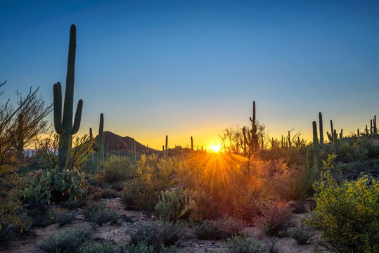 Sunset in Saguaro National Park in Arizona