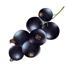 Hand drawn watercolor illustration of the food: ripe tasty black currant branch, isolated on the white background