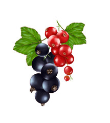Hand drawn watercolor illustration of the food: ripe tasty red and black currant isolated on the white background