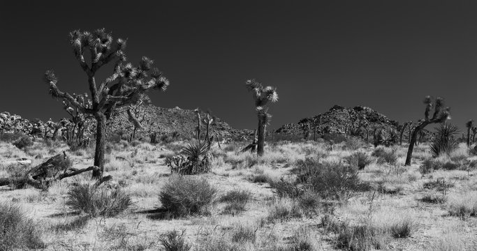 Black And White Panorama Of Joshua Tree National Park