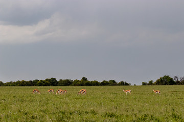 Obraz premium Springbok grazing in the landscape 
