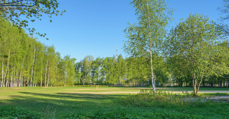 trees in the park