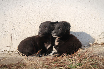 Stray baby dogs