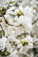 magnolia en fleur