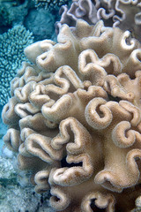 Fototapeta premium Piękny ogród koralowy na Malediwach.