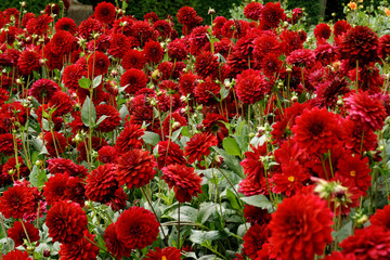 Flowers at Kenwood House