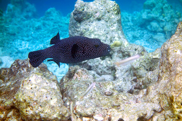 Beautiful boxfish in the coral reef.