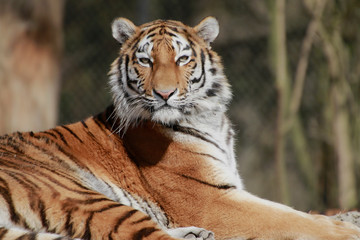Sibirische Tiger (Panthera tigris altaica),  Amurtiger oder Ussuritiger