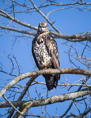 Juvenille 