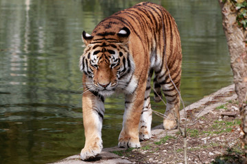 Fototapeta na wymiar Sibirische Tiger (Panthera tigris altaica), Amurtiger oder Ussuritiger