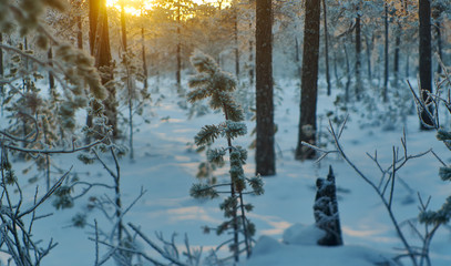 winter landscape