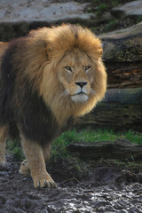 Fototapeta na wymiar Löwe (Panthera leo) 