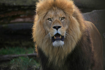 Fototapeta na wymiar Löwe (Panthera leo) 