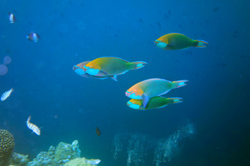 Beautiful parrot fish in the coral reef.