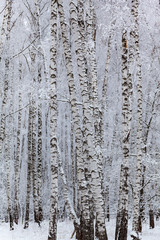 Beautiful birch forest after a snowfall.