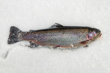 rainbow trout (Oncorhynchus mykiss) close up on snow