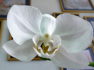 Closeup of white phalaenopsis orchid flower head, Phalaenopsis known as the Moth Orchid or Phal on the office wall  background. Selective focus.