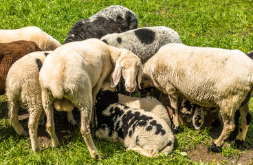 Fototapeta premium cute sheep